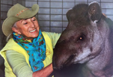 Tapir in Israeli Zoo