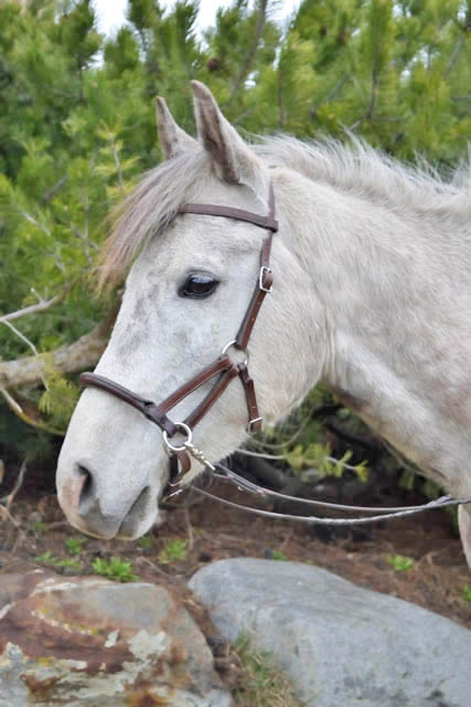 Lindell Bitless Bridle - Leather Nose