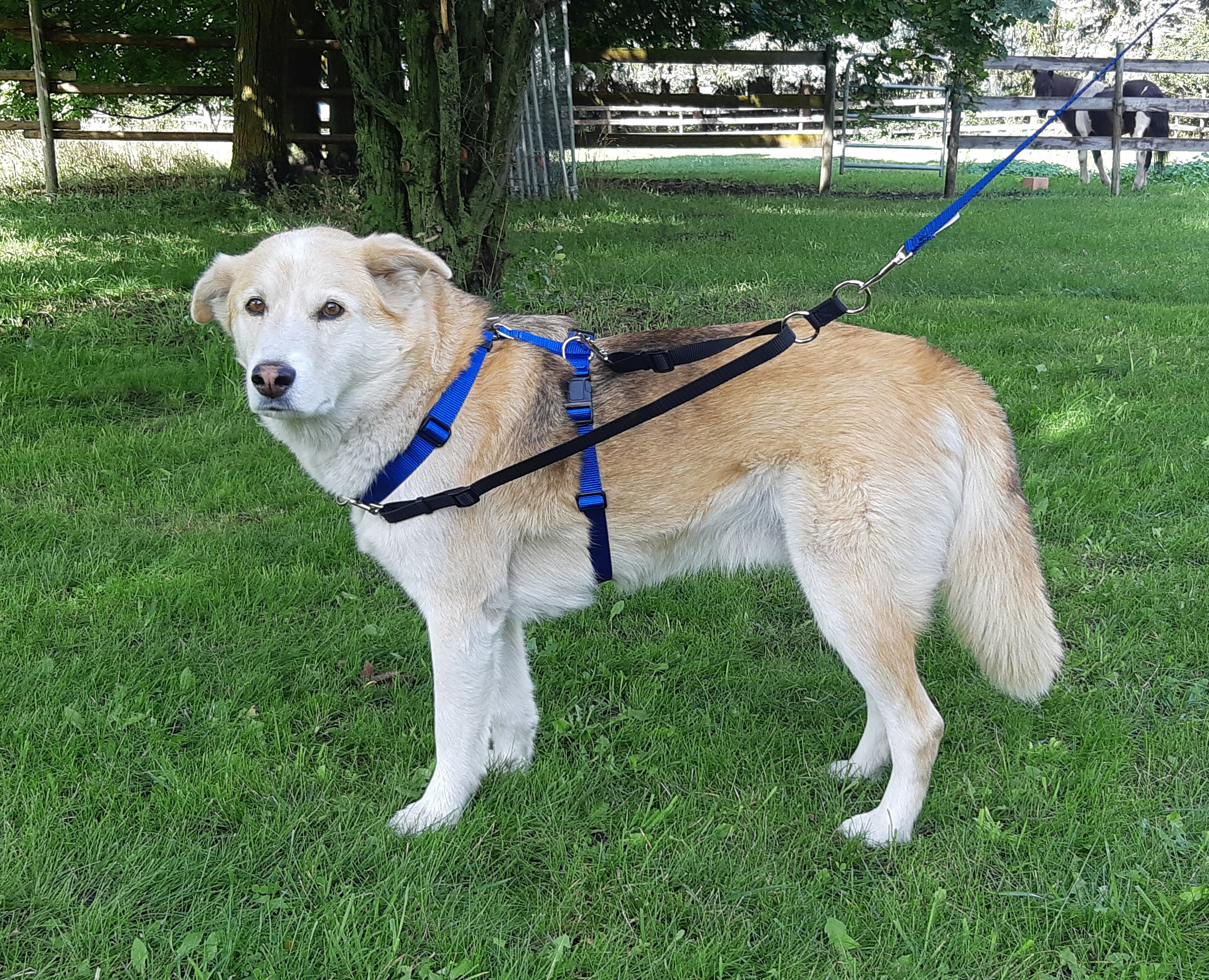 Harmony dog clearance harness