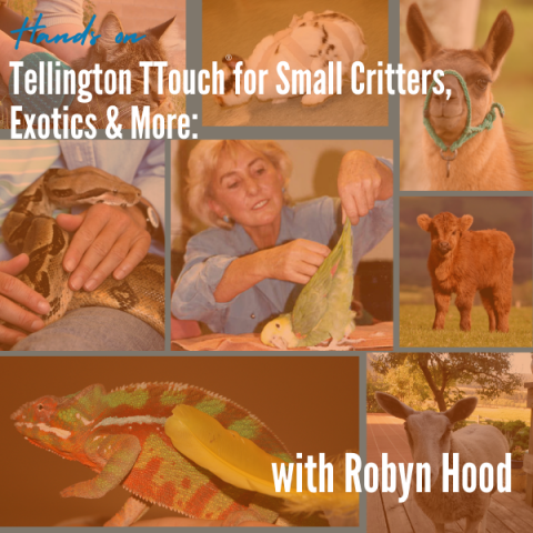 Hands On -Tellington TTouch® for Small Critters, Exotics and More