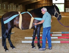 Interactive & Online Tellington TTouch® for Horses