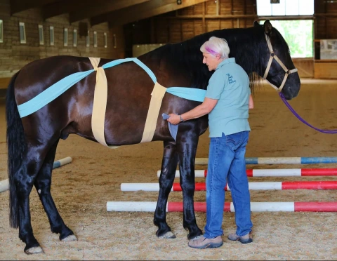 Interactive & Online Tellington TTouch® for Horses