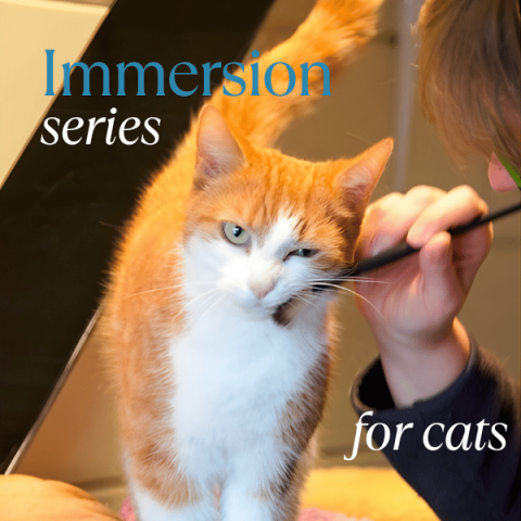 TTouch for Cats  Interactive & Online