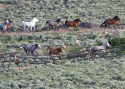 Galloping Herd