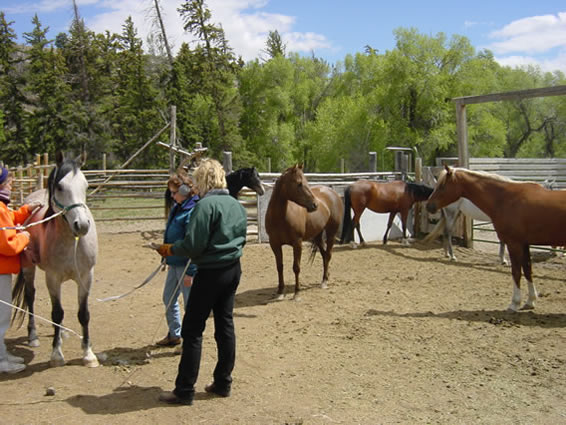 Horses Learn From Hanging Out Together