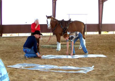 TTEAM plastic work to accustom a horse to unusual things.