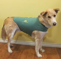 Thundershirts: The Best Solution for Dog Anxiety - Green with TTouch® Logo