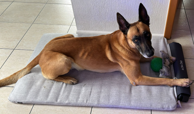 Dog 1