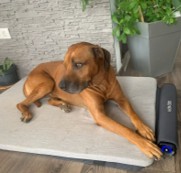 Dog 2