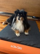 Dog 3