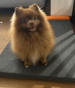 Dog 4